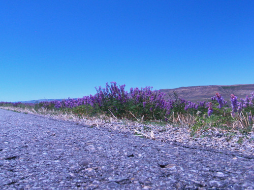 Vetch (aka Loco Weed).